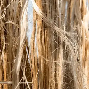 Jute